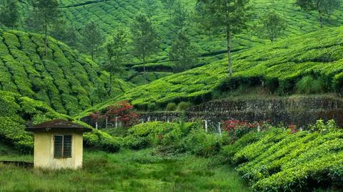 Emerald Tea Terraces Stock Photos