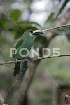 Emerald toucan, Aulacorhynchus prasinus Stock Photos