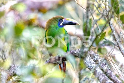 Emerald toucanet (Aulacorhynchus prasinus), San Gerardo, Costa Rica Stock Photos