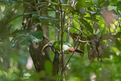 Emerald Toucanet in the Forest Stockfoto's