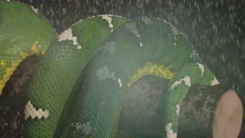 Emerald tree boa body coiled on branch night time raining slomo Stock Footage 170836586