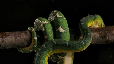 Emerald tree boa on branch getting splashed rain droplets from foliage above  Stock Footage 170836674