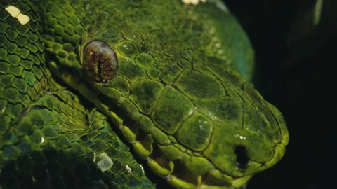Emerald tree boa close up black background Stock Footage 170516539
