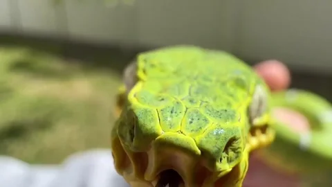 Emerald Tree Boa Close Up Stock Footage 332287431
