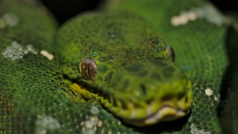 Emerald tree boa closeup coiled macro Stock Footage 170836587