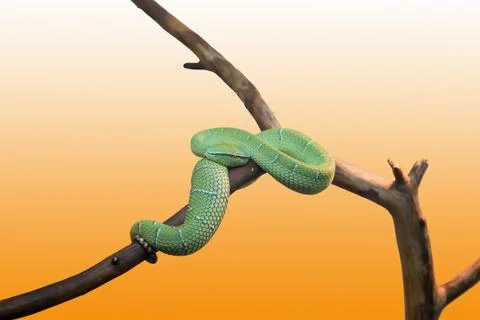 Emerald tree boa closeup, Stock Photos