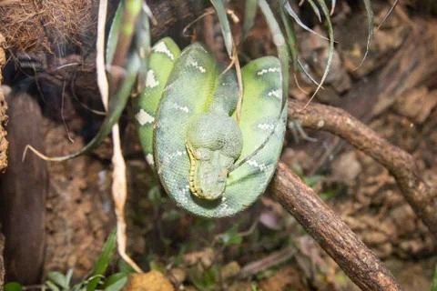 Emerald tree boa-- closeup Stock Photos