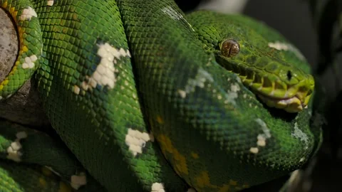 Emerald tree boa coild in tree medium side angle Stock Footage 170836589