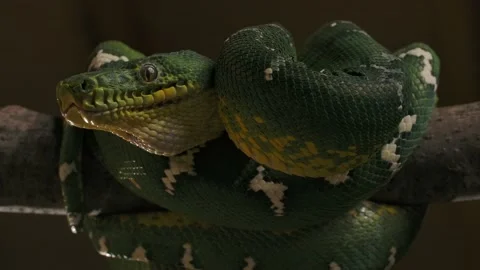 Emerald tree boa coiled up on branch waiting low angle Stock Footage 170836606