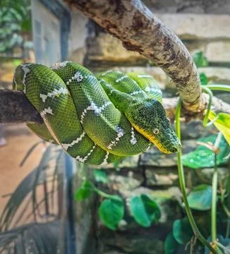 Emerald Tree Boa coiled position on a branch. Vibrant green snake with whit.. Stock Photos