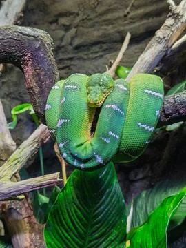 Emerald tree boa coiled tightly around wooden branch Stock Photos