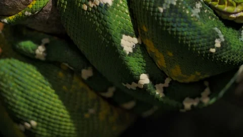Emerald tree boa coiled in tree pan focus tail to face slomo Stock Footage 170836609