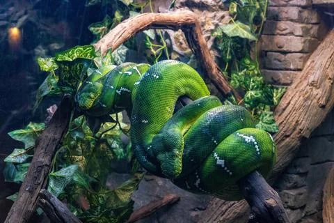 The Emerald tree boa coiled on a tree branch in Central Florida Zoo &amp; Botanic 스톡 사진