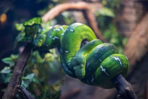 The Emerald tree boa coiled on a tree branch in Central Florida Zoo &amp; Botanic Stock Photos