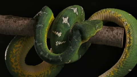 Emerald tree boa coiling up on branch after light rain night time Stock Footage 170836605