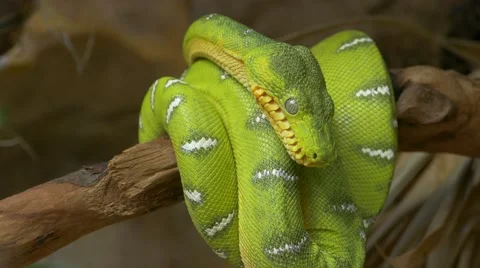 Emerald tree boa (Corallus caninus) coiled around a branch. Stock-Footage 49766234
