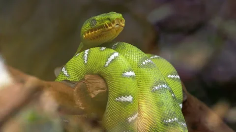 Emerald tree boa (Corallus caninus) coiled around a branch. Stock Footage 50357730
