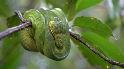 Emerald Tree Boa (Corallus caninus) – French Guiana Stock Footage 313494814