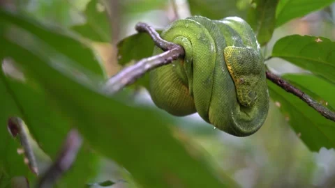Emerald Tree Boa (Corallus caninus) – French Guiana Stock Footage 313494821