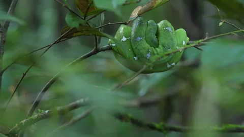 Emerald Tree Boa (Corallus caninus) – French Guiana Stock Footage 313496328