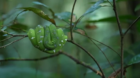 Emerald Tree Boa (Corallus caninus) – French Guiana Stock Footage 313496330