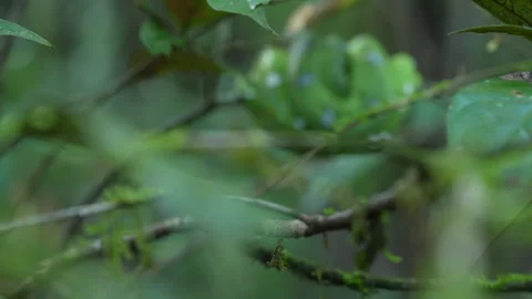 Emerald tree boa (Corallus caninus) - French Guiana Stock Footage 313496348