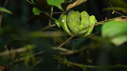 Emerald tree boa (Corallus caninus) Curled Up at Rest Between Day and Night Stock Footage 313496364