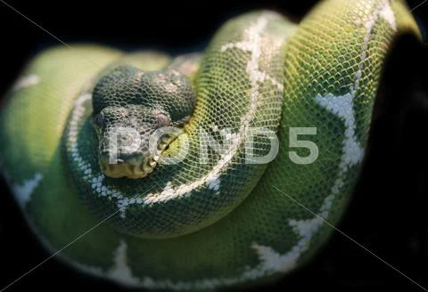 Emerald tree boa corallus caninus Stock Photos