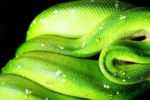 Emerald tree boa (Corallus caninus) as nice green snake 스톡 사진