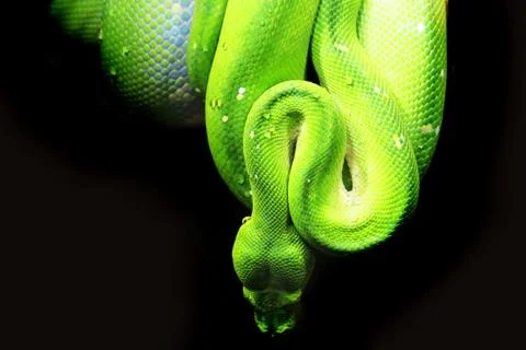 Emerald tree boa (Corallus caninus) as nice green snake Stock Photos