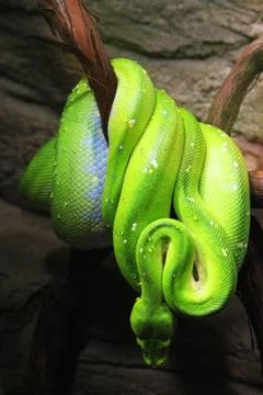 Emerald tree boa (Corallus caninus) as nice green snake Foto stock