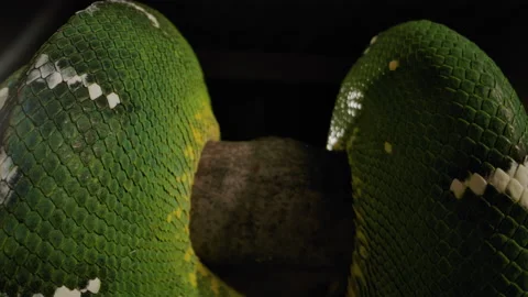 Emerald tree boa curled on branch close up Stock Footage 171139543