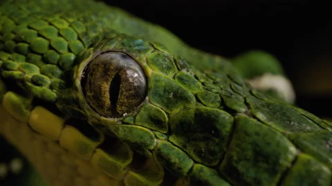 Emerald tree boa extreme close up Stock Footage 171139515