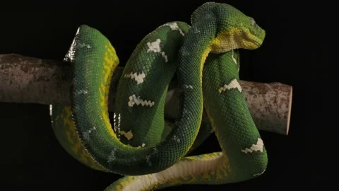 Emerald tree boa getting back into position after night rain tongue flick slo Video stock 170836610