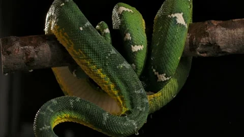 Emerald tree boa getting splashed with big rain droplet from foliage above sl Stock Footage 170836614