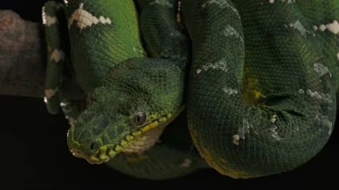 Emerald tree boa hanging in tree waiting patiently for prey Stock Footage 170836612