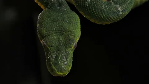 Emerald tree boa head hanging  from branch portrait night time Stock Footage 170836616