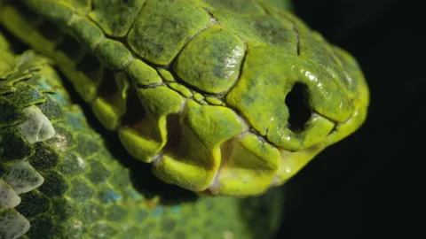 Emerald tree boa heat pits on nose macro close up Stock Footage 170516514
