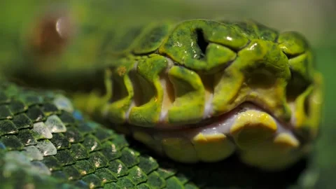 Emerald tree boa heat pits macro slomo handheld Stock Footage 170836617