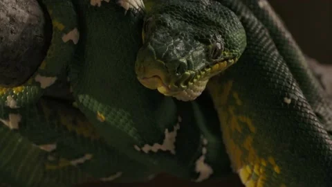 Emerald tree boa lifts its head and looks and flicks tongue Stock Footage 170836631
