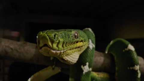 Emerald tree boa looking at camera Stock Footage 171139513