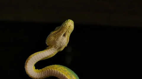 Emerald tree boa looking up at rain droplets from foliage above slomo 120fps  Vidéo 170836632