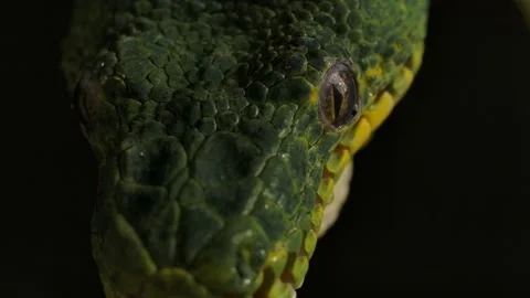 Emerald tree boa macro face at night Stock Footage 170836625