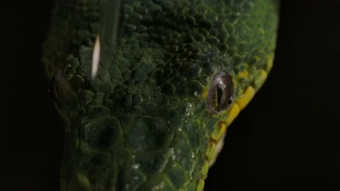 Emerald tree boa macro face splashed with rain droplets back out to hide out  Stock Footage 170836634