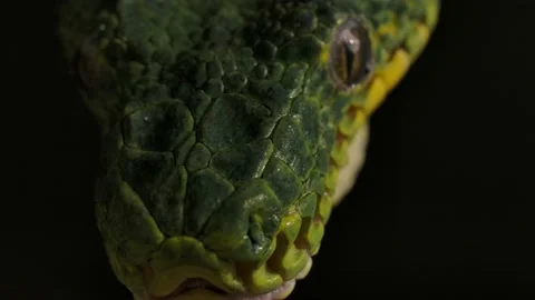 Emerald tree boa macro heat pits sensors at night Vidéo 170836635