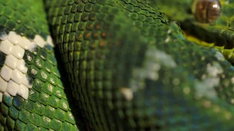 Emerald tree boa macro of scales Stock Footage 170836640