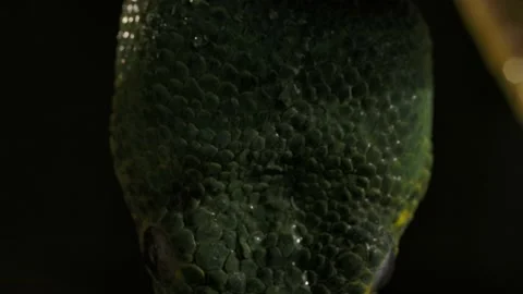 Emerald tree boa macro splashed with rain droplets top of head Stock Footage 170836643