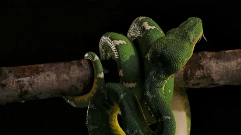 Emerald tree boa making its way onto branch after night rain Video stock 170836647