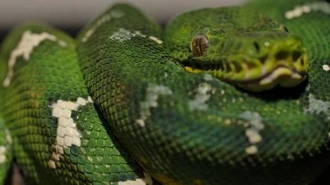 Emerald tree boa medium closeup coiled on branch Stock Footage 170836648