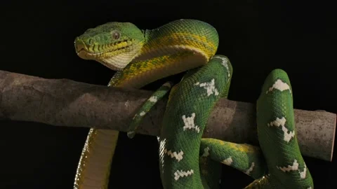Emerald tree boa moving head to look around for prey wide tree night time Stock Footage 170836650